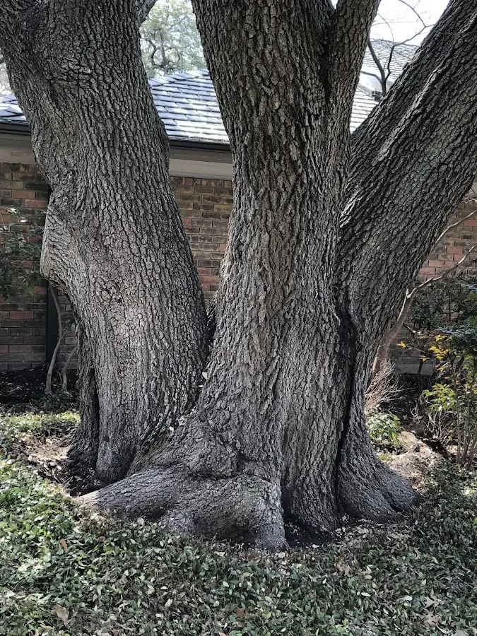 Mature heritage tree close to a Osborne property cared for by certified arborists